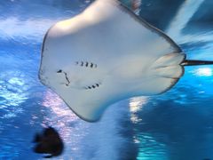 -太平洋海底世界