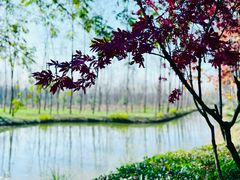 -合肥滨湖国家森林公园