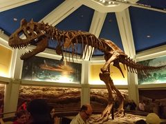 -奥兰多迪士尼动物王国乐园