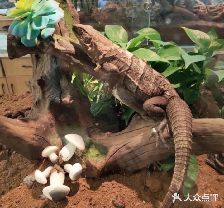 萌宠王国[胜利]