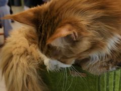 -平行世界·猫咖(首经贸店)