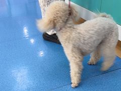 -天使宠物医院·犬猫分诊(彩虹店)