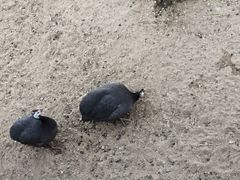 -石家庄市动物园