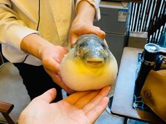 -肆月河豚·新淮扬(金融街店)
