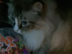 -白兔子密室(长寿路店)