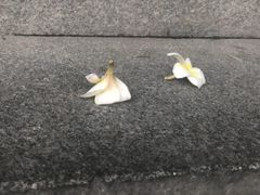 -山顶顶概念四川菜(黄埔大道店)