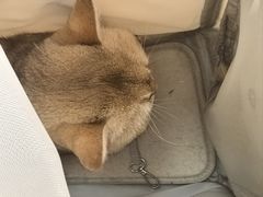 -宠福鑫康馨动物医院·骨科·眼科