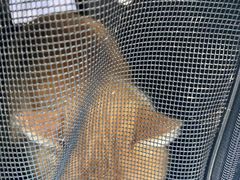 -纳吉亚猫专科动物诊疗中心(蒋宅口分院)