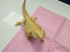 -北京观赏动物医院·24小时大型综合·猫专科·异宠专科