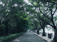 -大湾区中央湿地公园