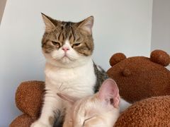 -Cappucimeow猫咪咖啡馆(韦伯时代店)