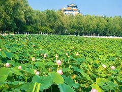 -莲花池公园