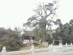 -香雪海