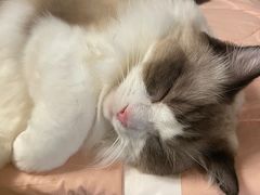 -猫猫幼稚园·撸猫·桌游·电玩