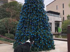 -上海崇明金茂凯悦酒店