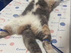 -灵美宠物诊所