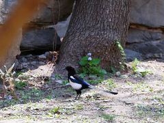 -北京动物园-畅观楼