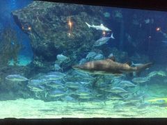 -暹罗海洋世界