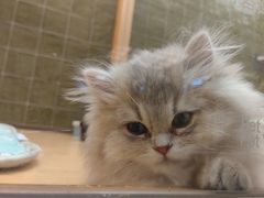 -帕帕拉兹宠物(亚洲旗舰店)