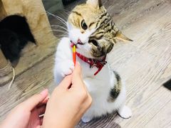 -小时光咖啡馆(开森度假森林店)