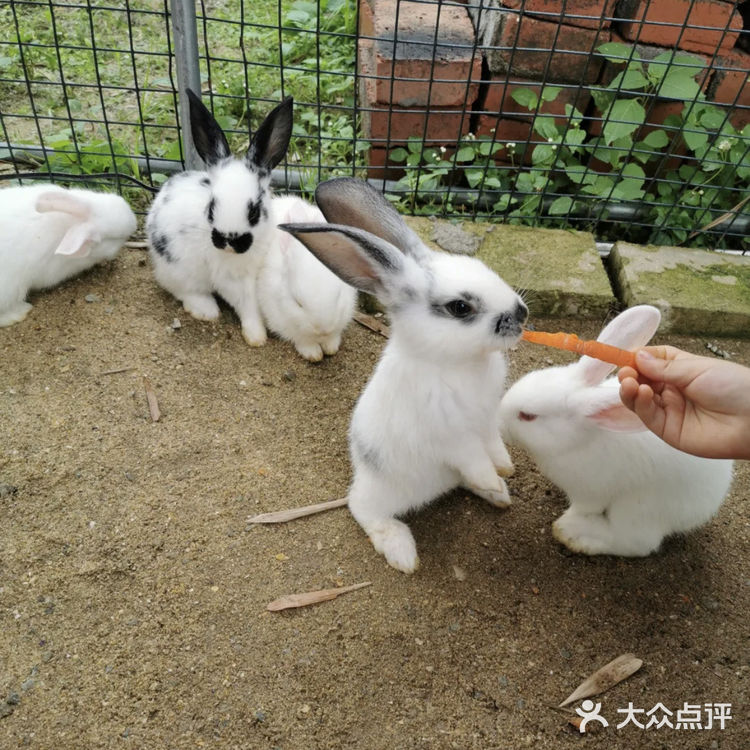 🥳广州No.1的夏日遛娃宝地👉格林东庄