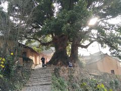 -杨家堂村