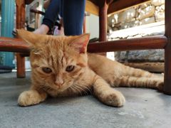 -喵屿·大理花园猫咖