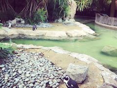 -新加坡飞禽公园