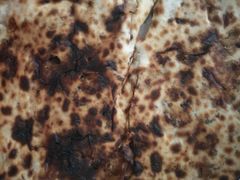 -邵建华师傅梅菜扣肉饼(麓山总店)