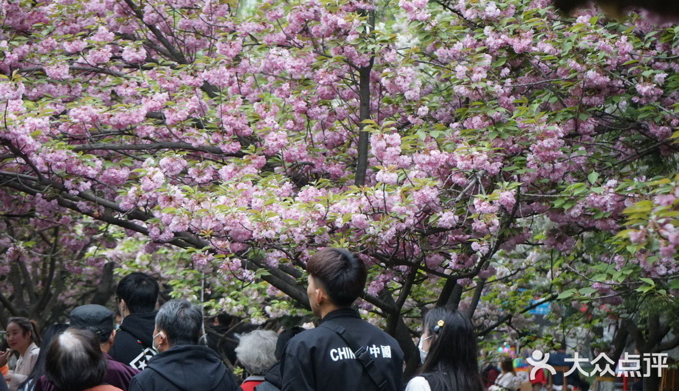 西安青龙寺乐游原踏青赏樱好地