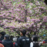 西安青龙寺乐游原踏青赏樱好地