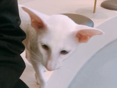 -飞行喵MR PILOT|猫舍·猫咖(静安大融城店)
