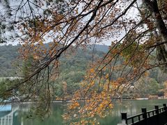 -江西阳明山国家森林公园