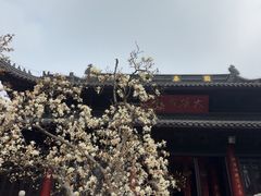 -灵谷景区
