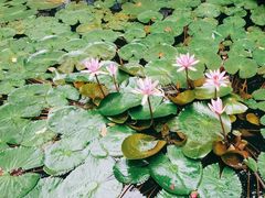 -野象谷景区