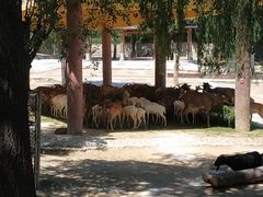 -石家庄市动物园