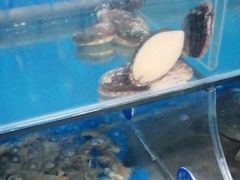 -宾朋海鲜特色美食餐厅·纯手工鲅鱼水饺(兴海路店)