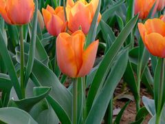 -洛阳郁金香牡丹园