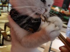 -猫色咖啡·猫咖