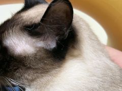 -藏猫猫咖啡主题馆(中央大道店)