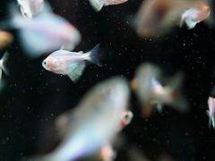 -青石桥花鸟鱼虫市场(叠翠城店)