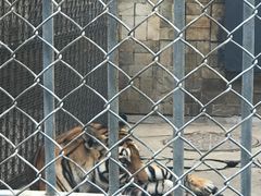 -哈尔滨北方森林动物园