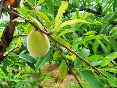 -幽优农庄·森波拉特色本地农家菜