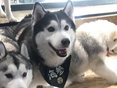 -Husky Go! 哈士奇体验馆·宠物咖啡厅狗咖