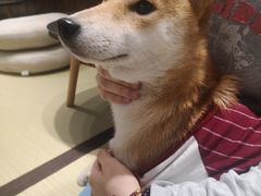 -逗柴咖啡屋·狗咖猫咖宠物桌游