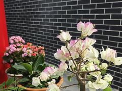-微山岛春天里酒家