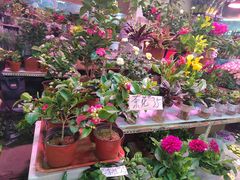-花鸟鱼虫鲜花绿植市场(玉泉路店)