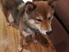 -柴务处·柴犬主题狗咖