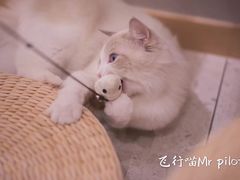 -飞行喵MR PILOT|猫舍·猫咖(静安大融城店)