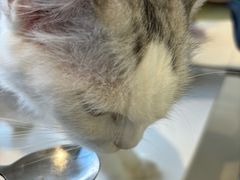 -怪兽屋·羊驼·猫咖·狗咖(俊华广场店)